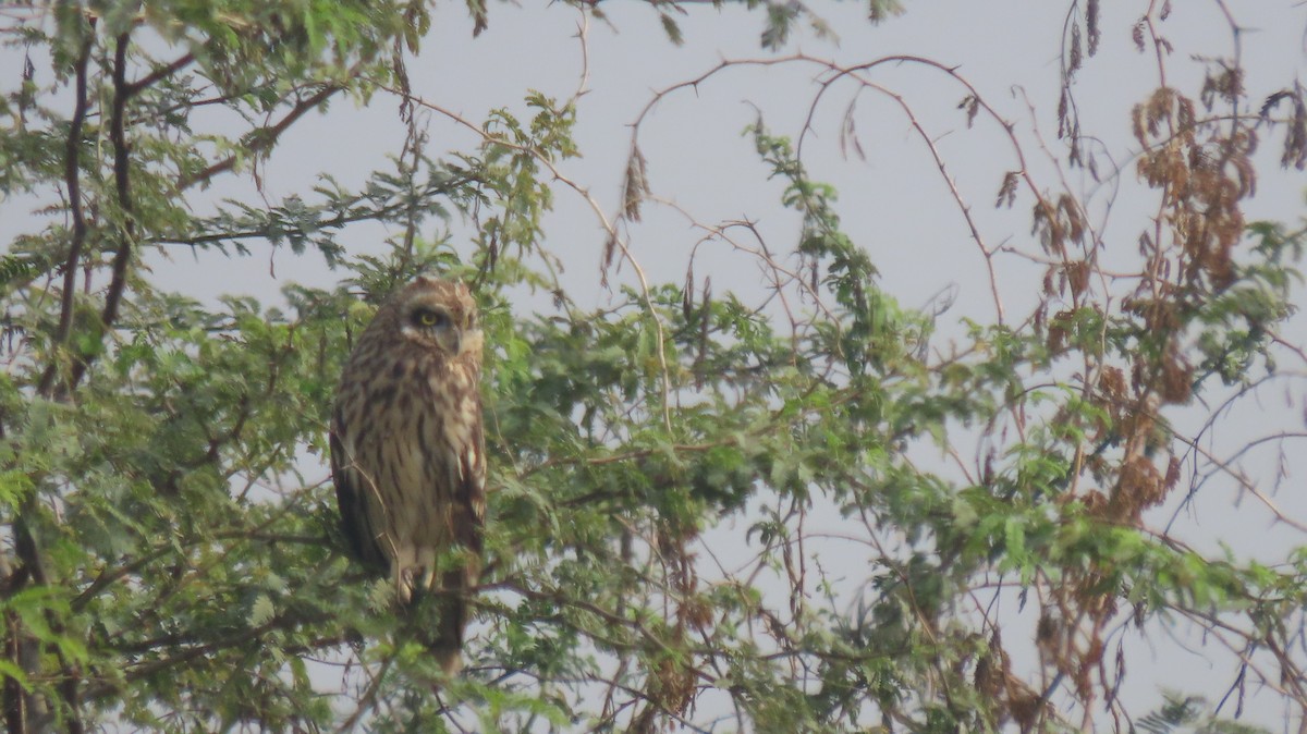 Short-eared Owl - ML646239911