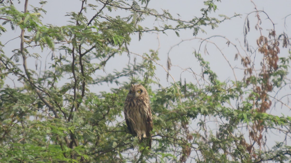 Short-eared Owl - ML646239912