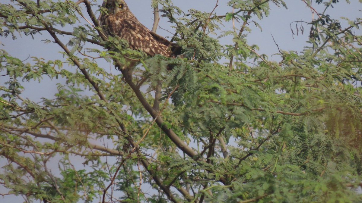 Short-eared Owl - ML646239913