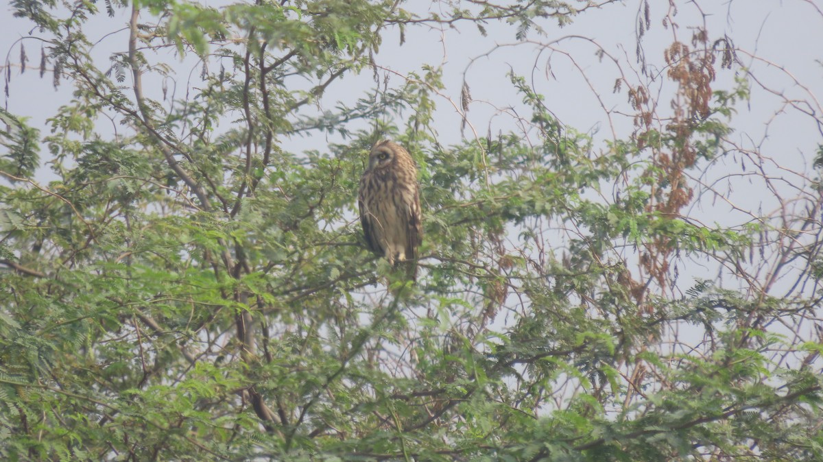 Short-eared Owl - ML646239914