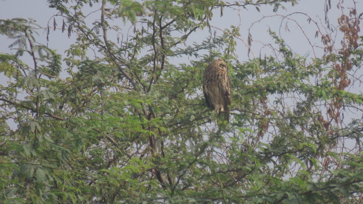 Short-eared Owl - ML646239915