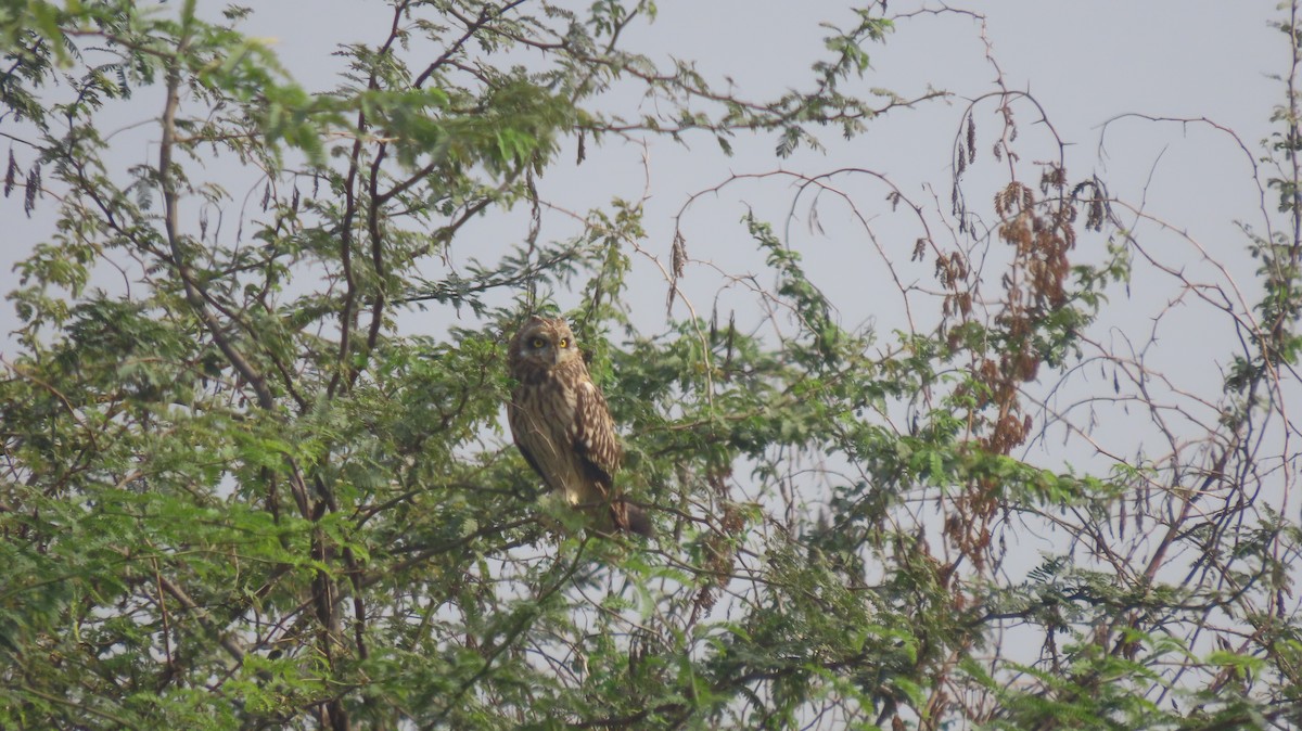 Short-eared Owl - ML646239916