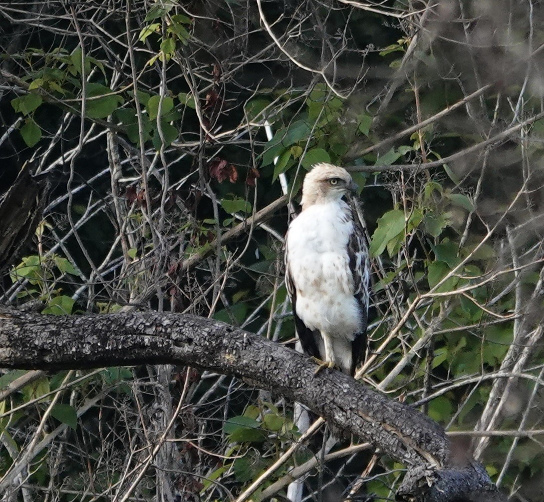 Changeable Hawk-Eagle - ML646239917