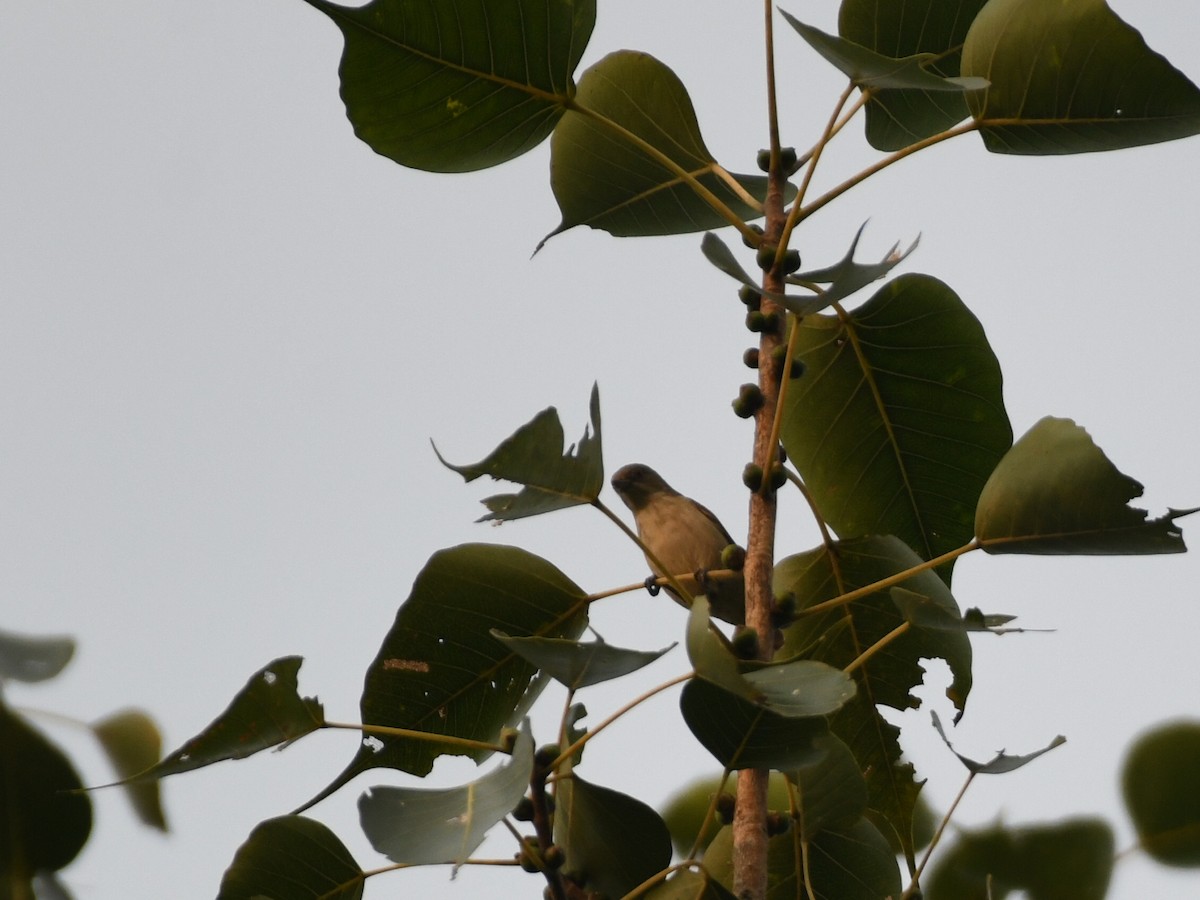 Thick-billed Flowerpecker - ML646239922