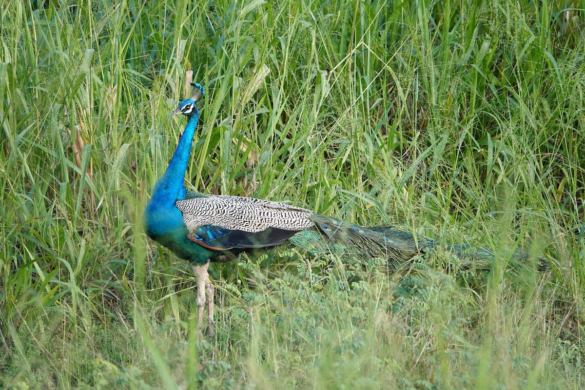Indian Peafowl - ML646239923