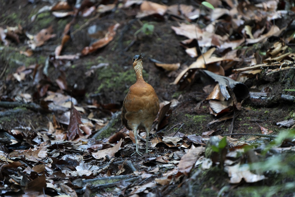 Serra do Divisor Tinamou (undescribed form) - ML646239927