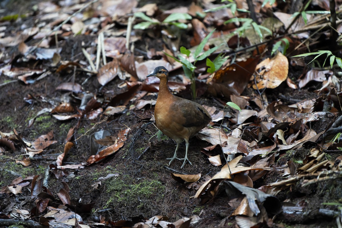 Serra do Divisor Tinamou (undescribed form) - ML646239929