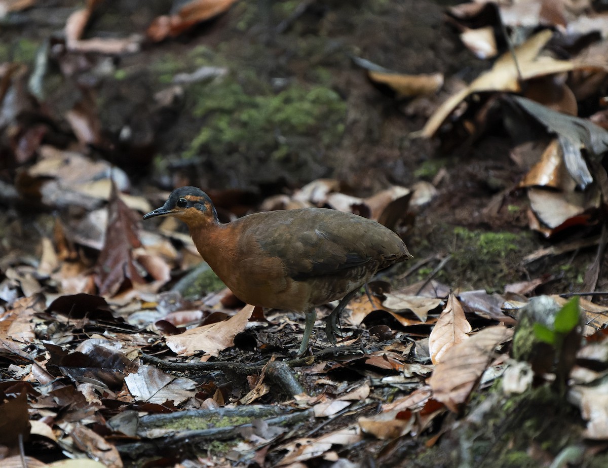 Serra do Divisor Tinamou (undescribed form) - ML646239930
