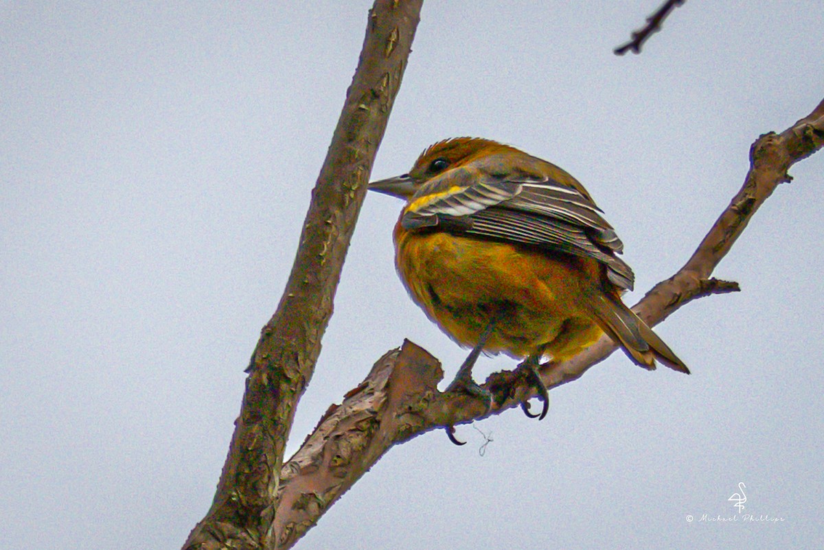 Балтиморский трупиал - ML646239945