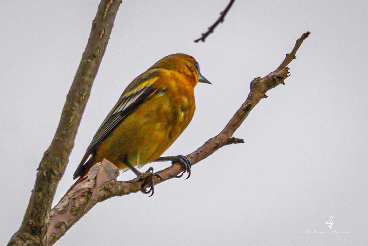 Балтиморский трупиал - ML646239946