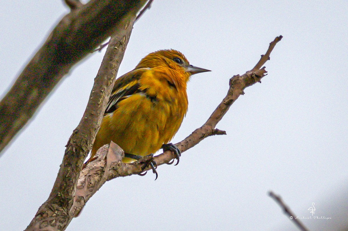 Балтиморский трупиал - ML646239947