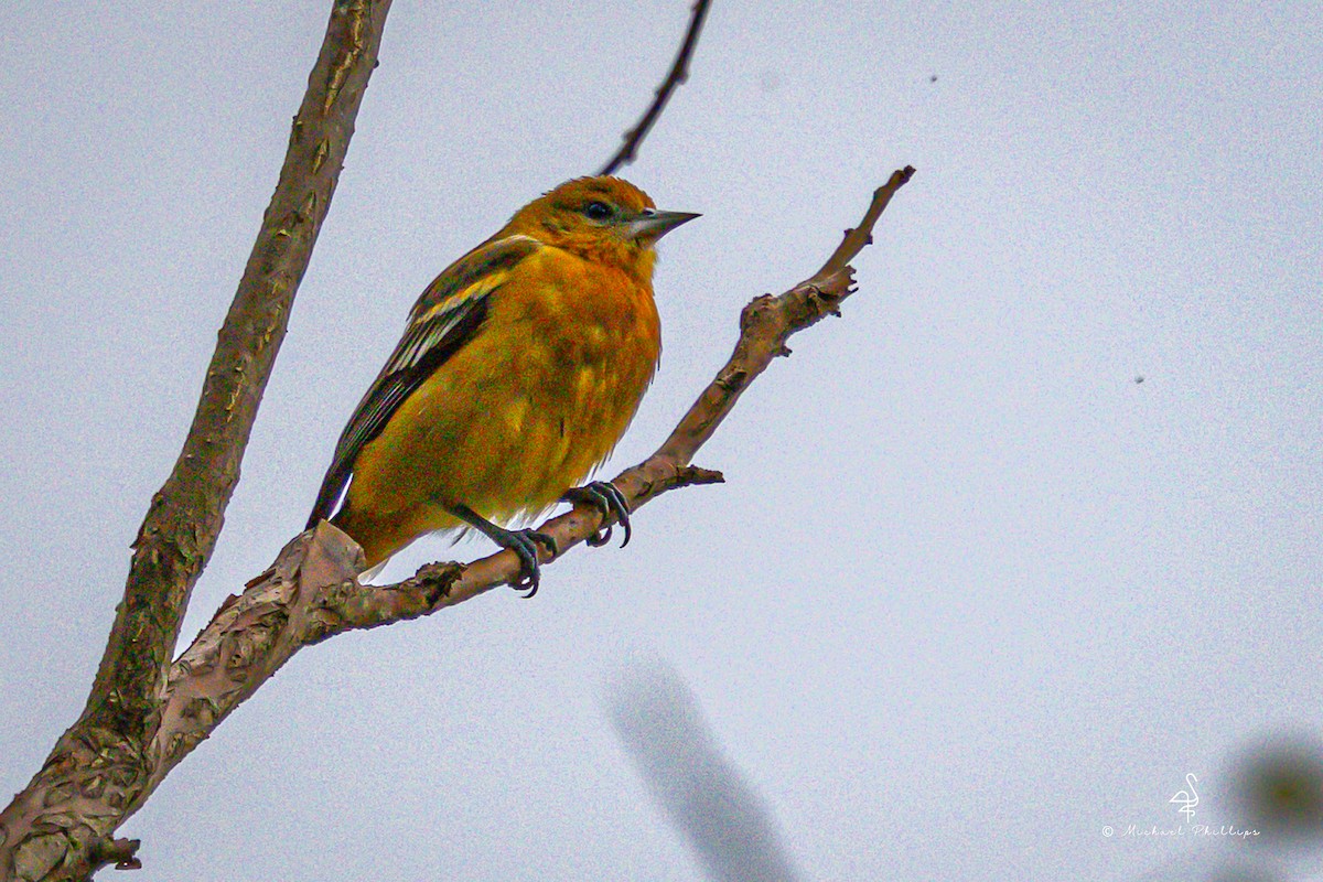 Балтиморский трупиал - ML646239948