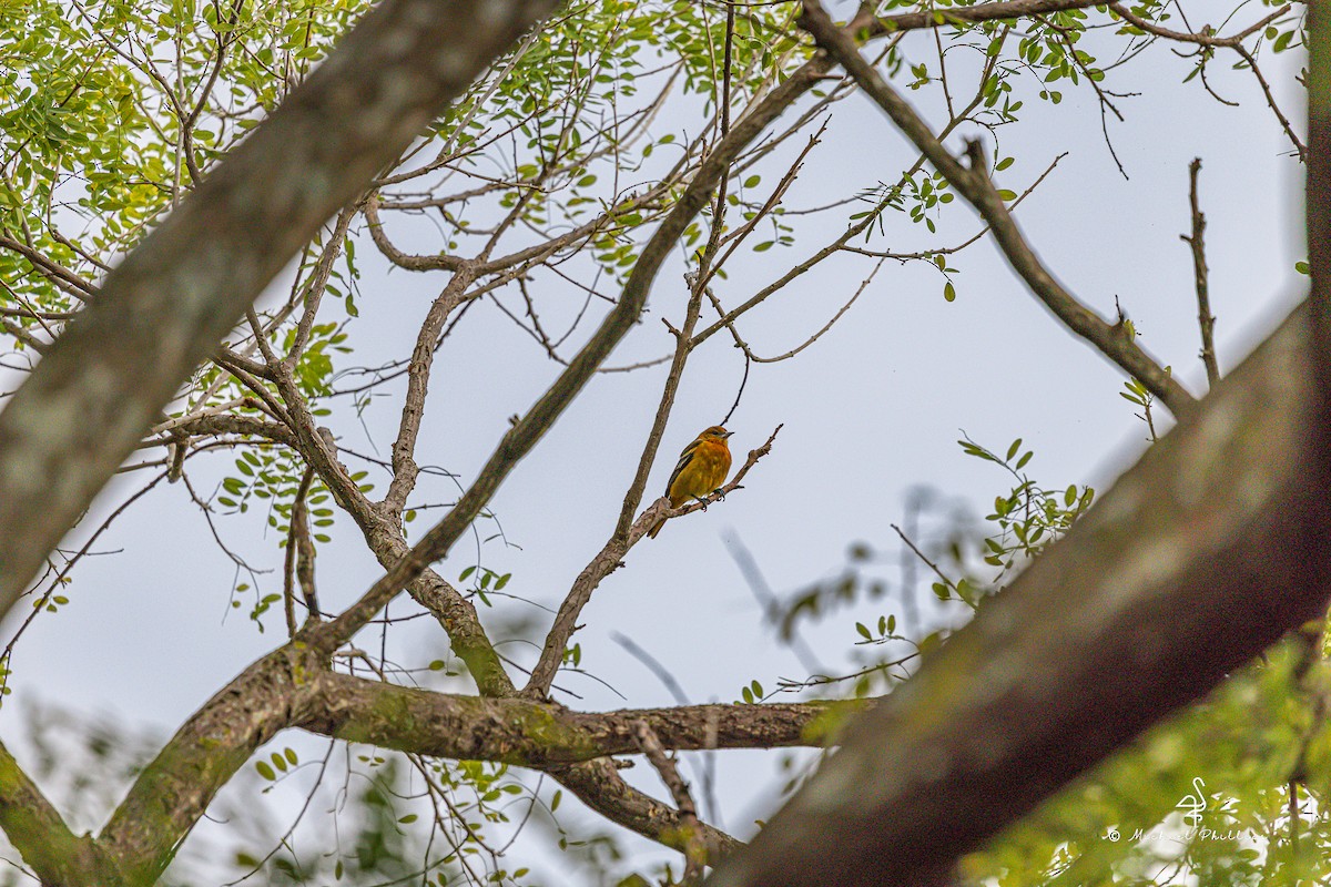 Балтиморский трупиал - ML646239949