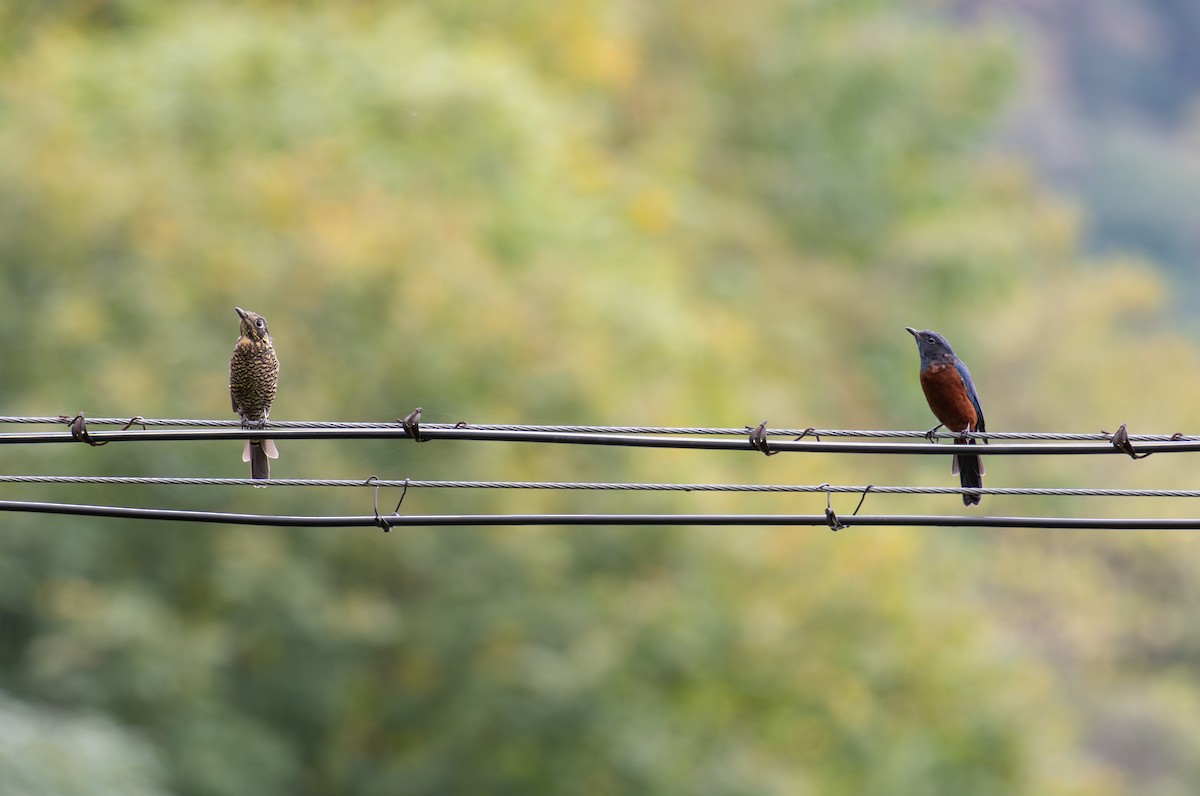 Chestnut-bellied Rock-Thrush - ML646239955