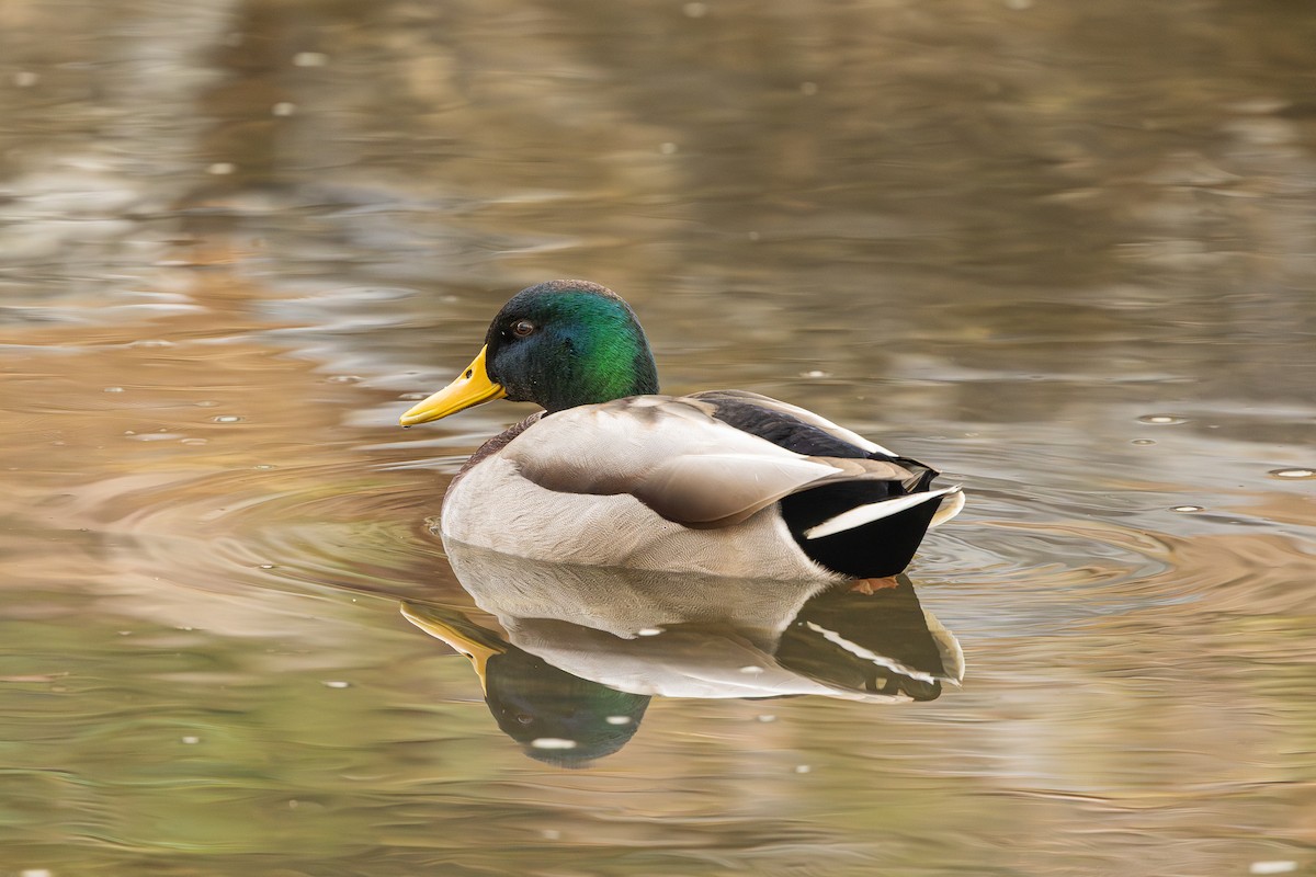 kachna divoká - ML646239962