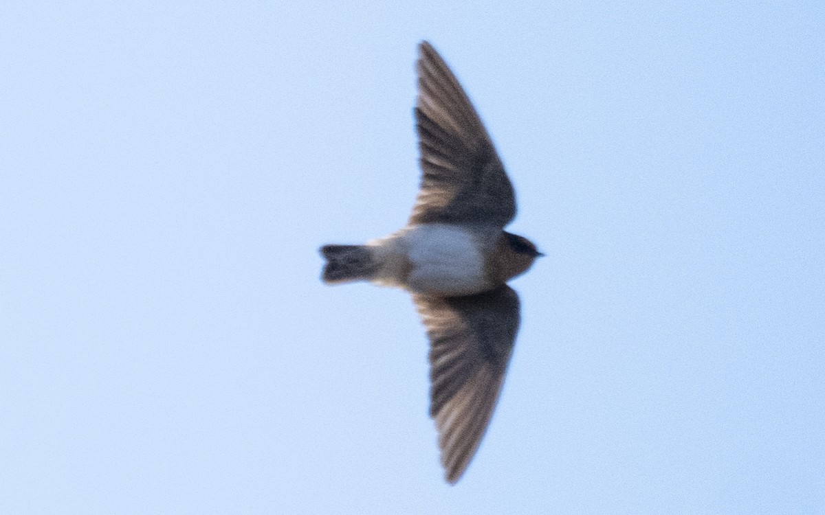 Cave Swallow - ML646239966