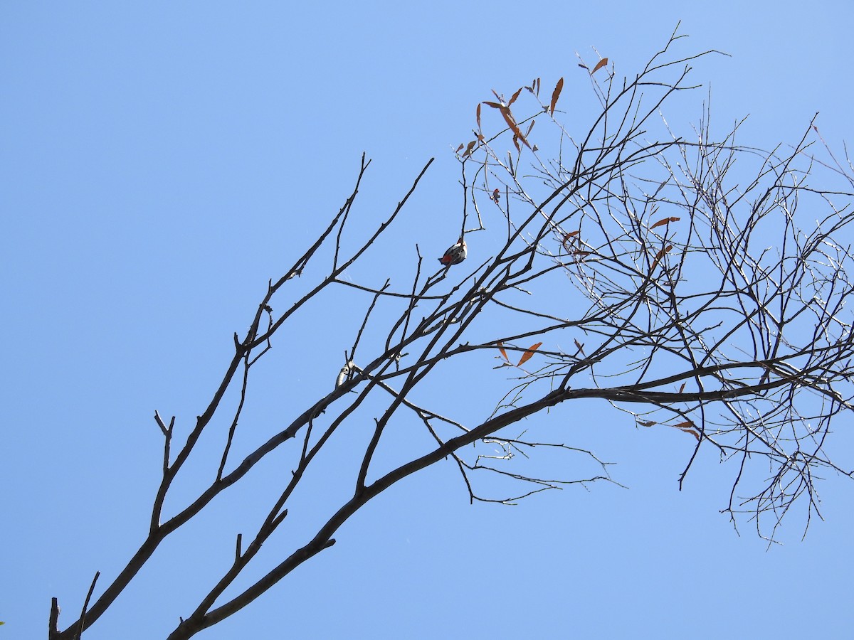 Mistletoebird - ML646239969