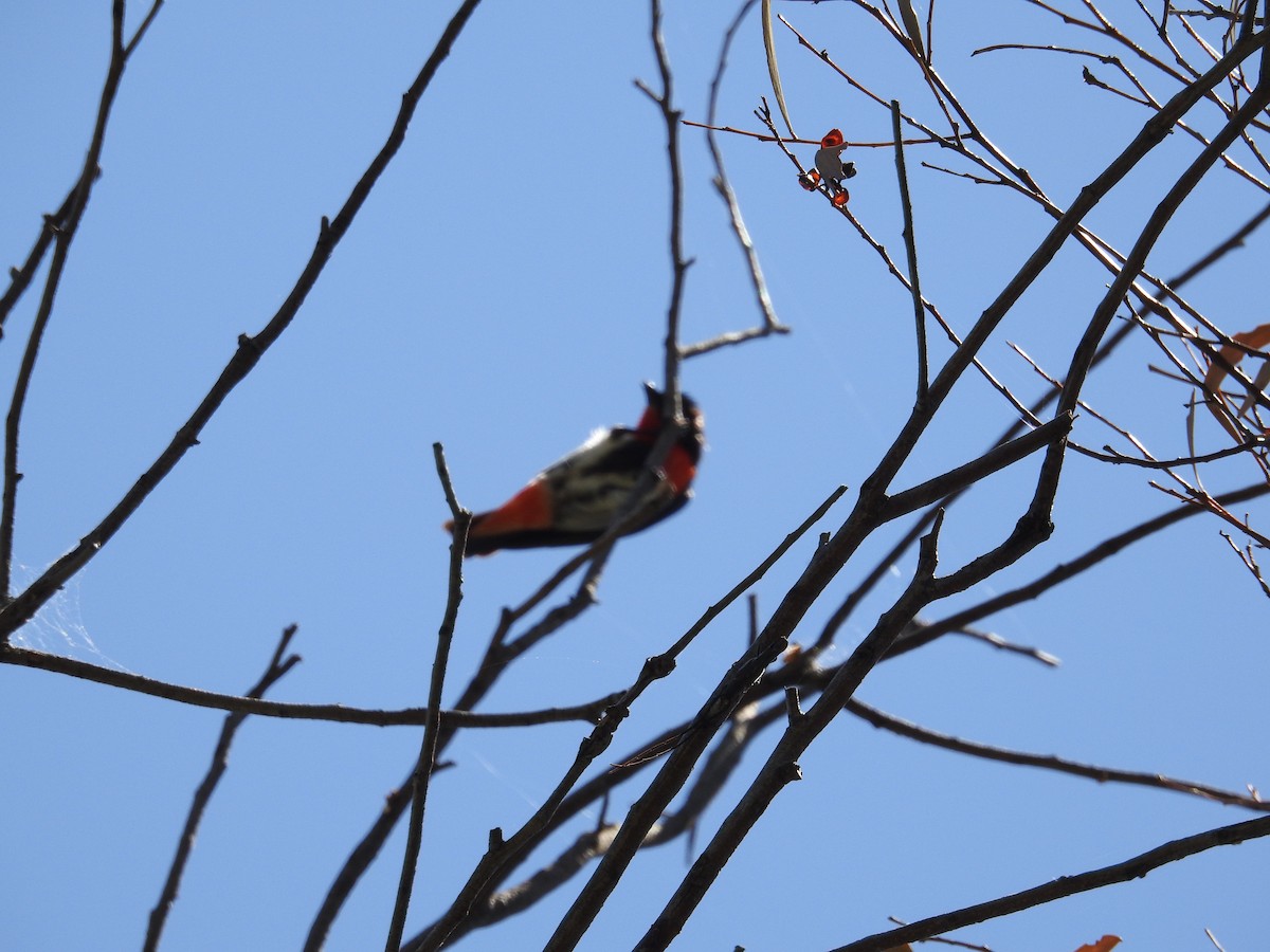 Mistletoebird - ML646239973