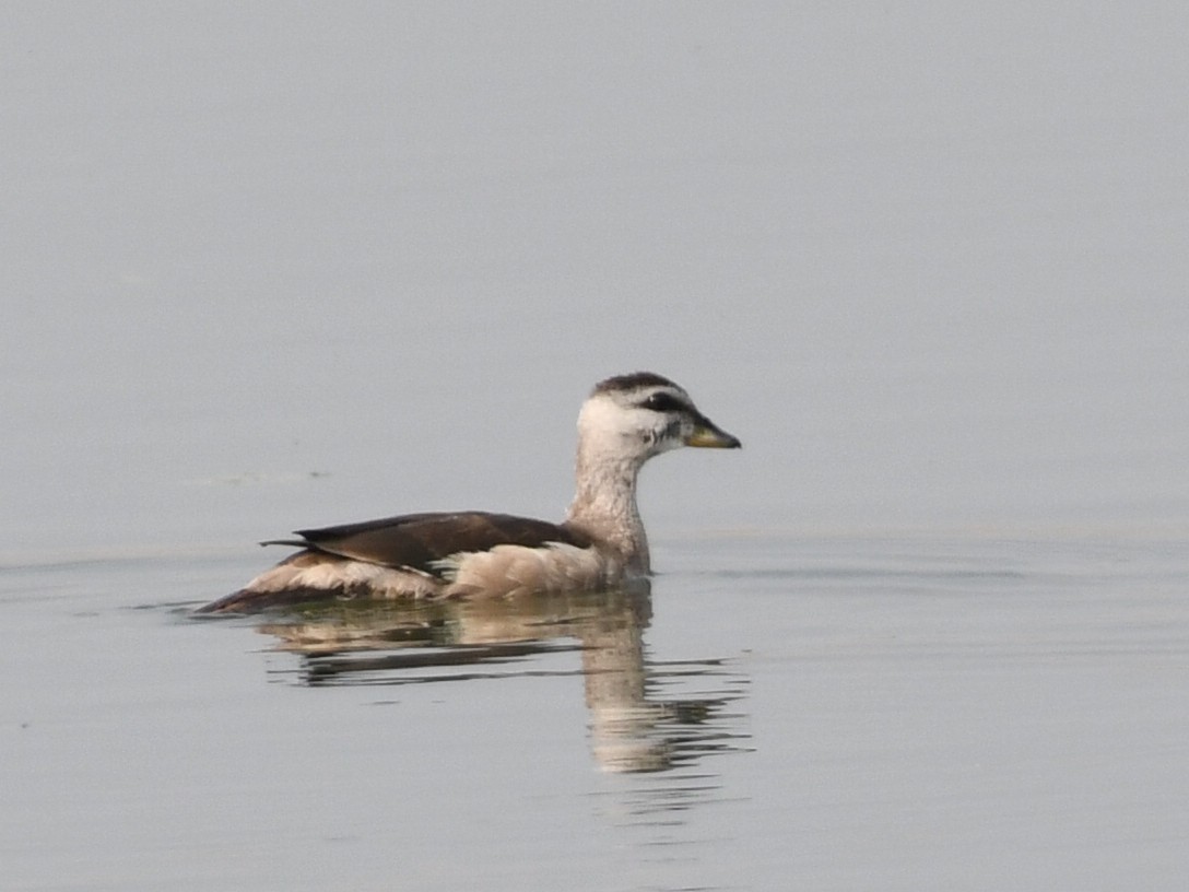 Cotton Pygmy-Goose - ML646239981