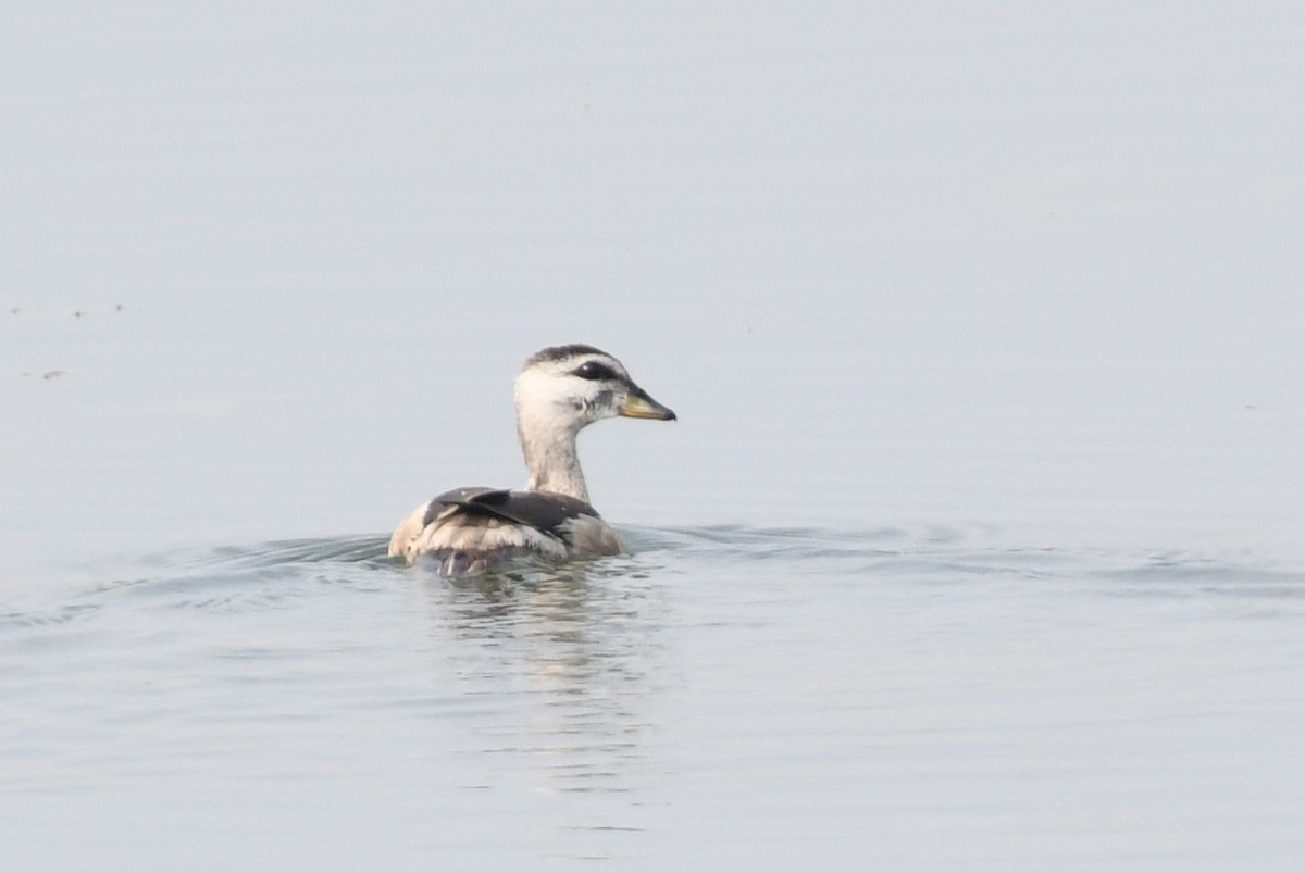 Cotton Pygmy-Goose - ML646239982