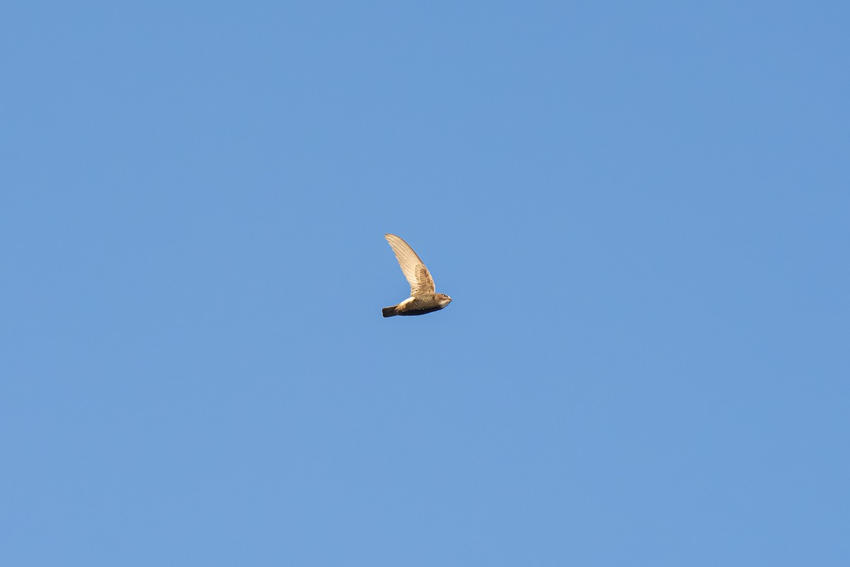 rorýs domovní - ML646239983