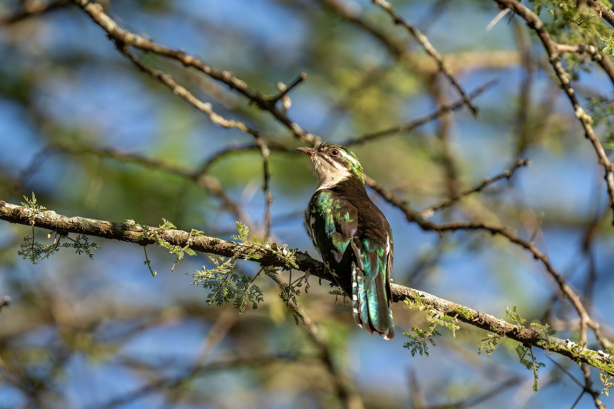 kukačka lesklá - ML646239990