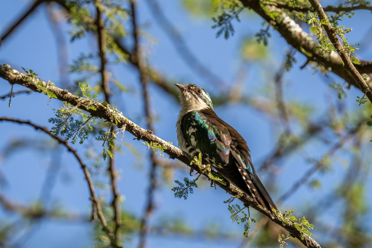 kukačka lesklá - ML646239991