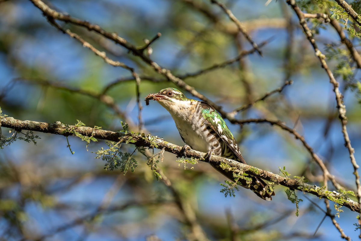 kukačka lesklá - ML646239992