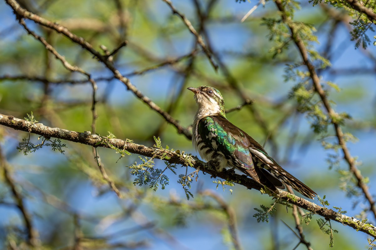 kukačka lesklá - ML646239993