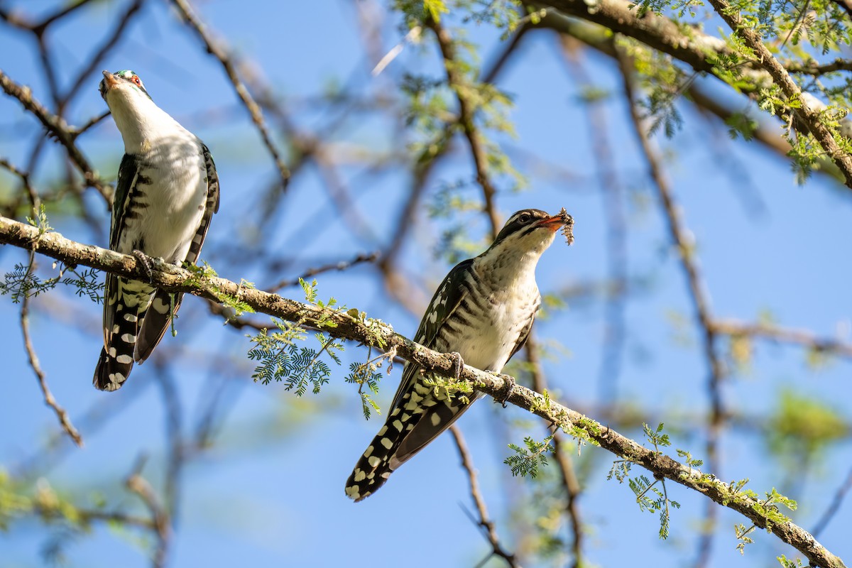 kukačka lesklá - ML646239994