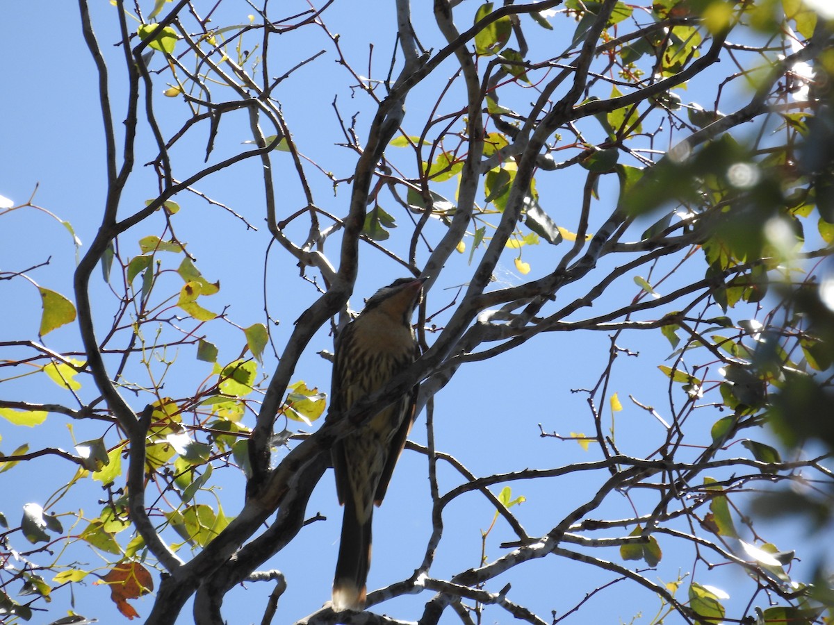 Diken Yanaklı Balkuşu - ML646240001