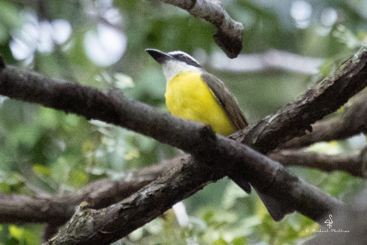 オオハシタイランチョウ - ML646240002