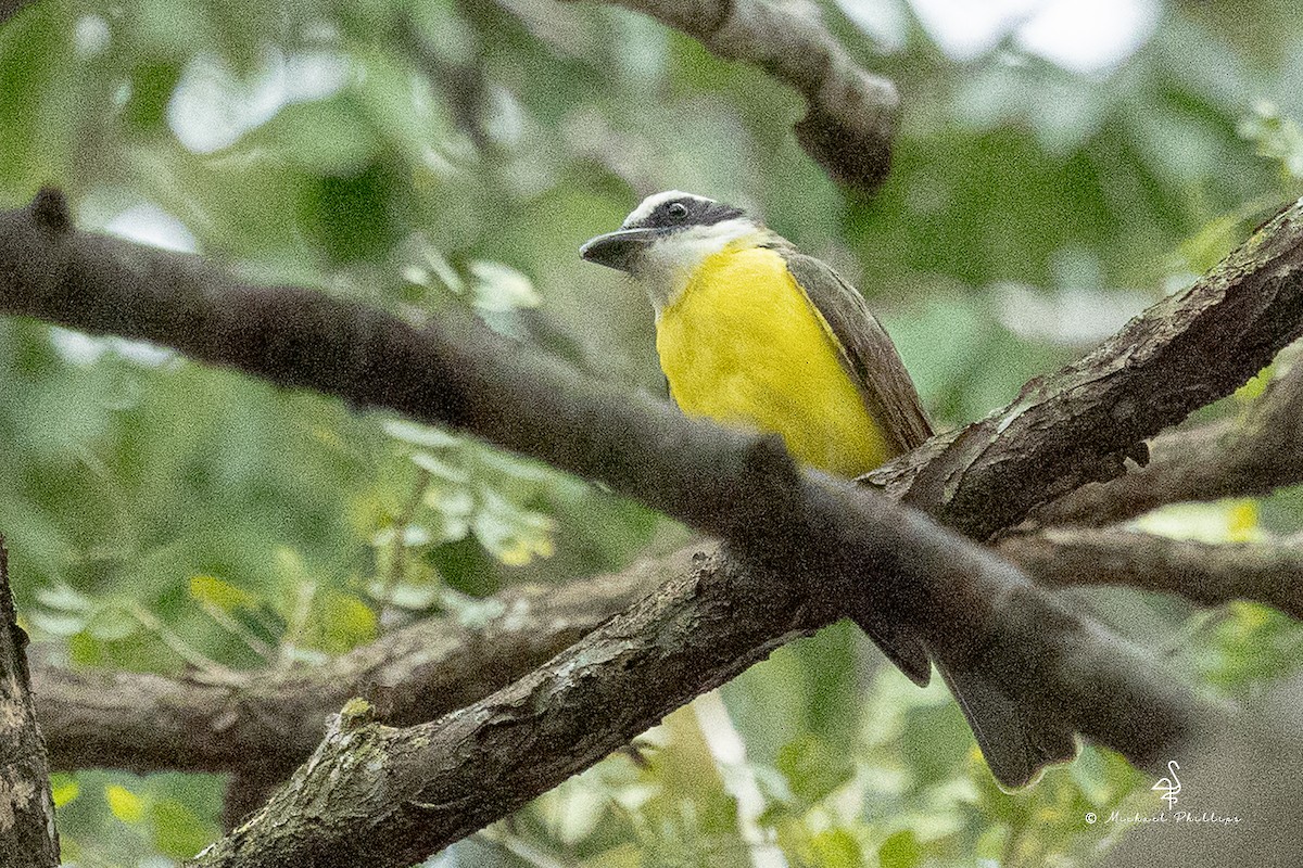 オオハシタイランチョウ - ML646240003