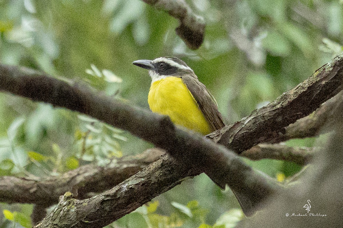 オオハシタイランチョウ - ML646240004