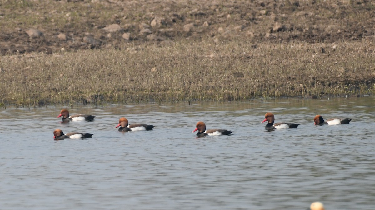 Red-crested Pochard - ML646240005