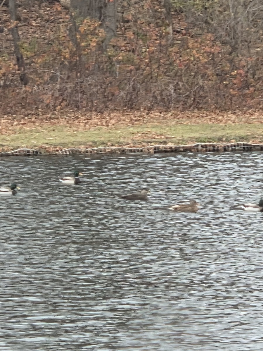 American Black Duck - ML646240013