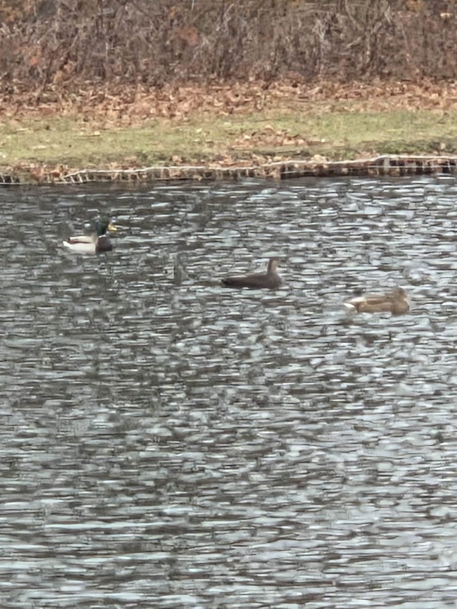 American Black Duck - ML646240015