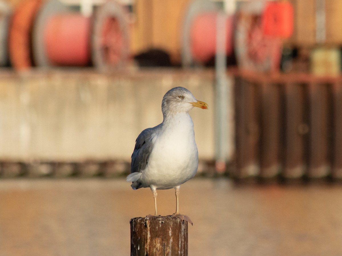 European Herring Gull - ML646240018