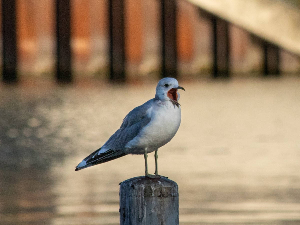 Common Gull - ML646240019