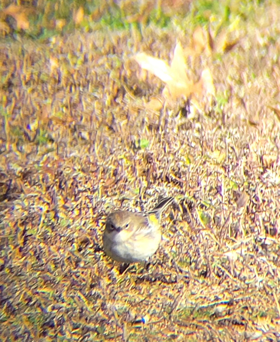 Yellow-rumped Warbler (Myrtle) - ML646240020