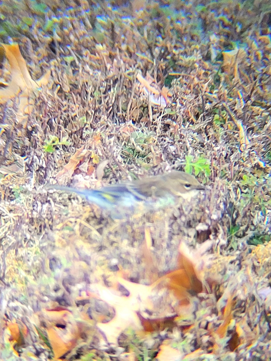 Yellow-rumped Warbler (Myrtle) - ML646240021