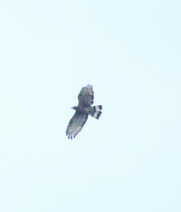 Oriental Honey-buzzard - ML646240030