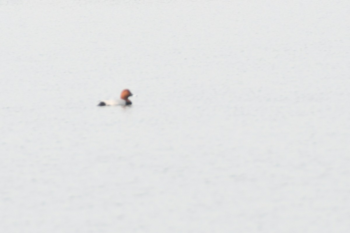 Common Pochard - ML646240037