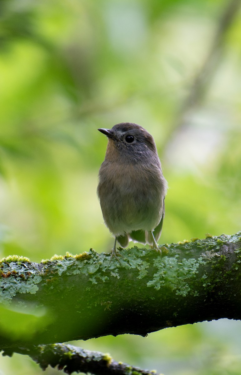 Rufous-gorgeted Flycatcher - ML646240040