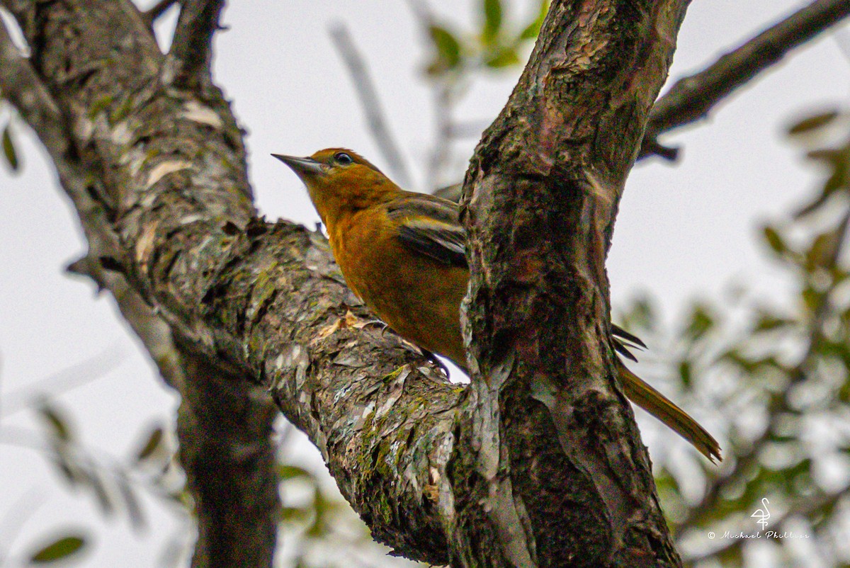 Балтиморский трупиал - ML646240041