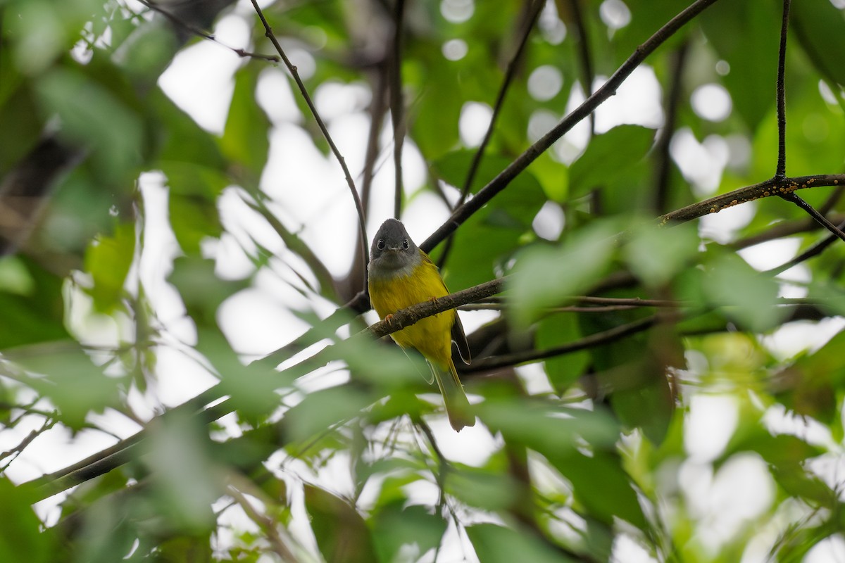 Gray-headed Canary-Flycatcher - ML646240046