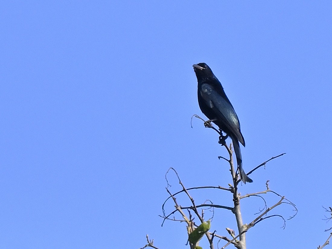 Hair-crested Drongo - ML646240047