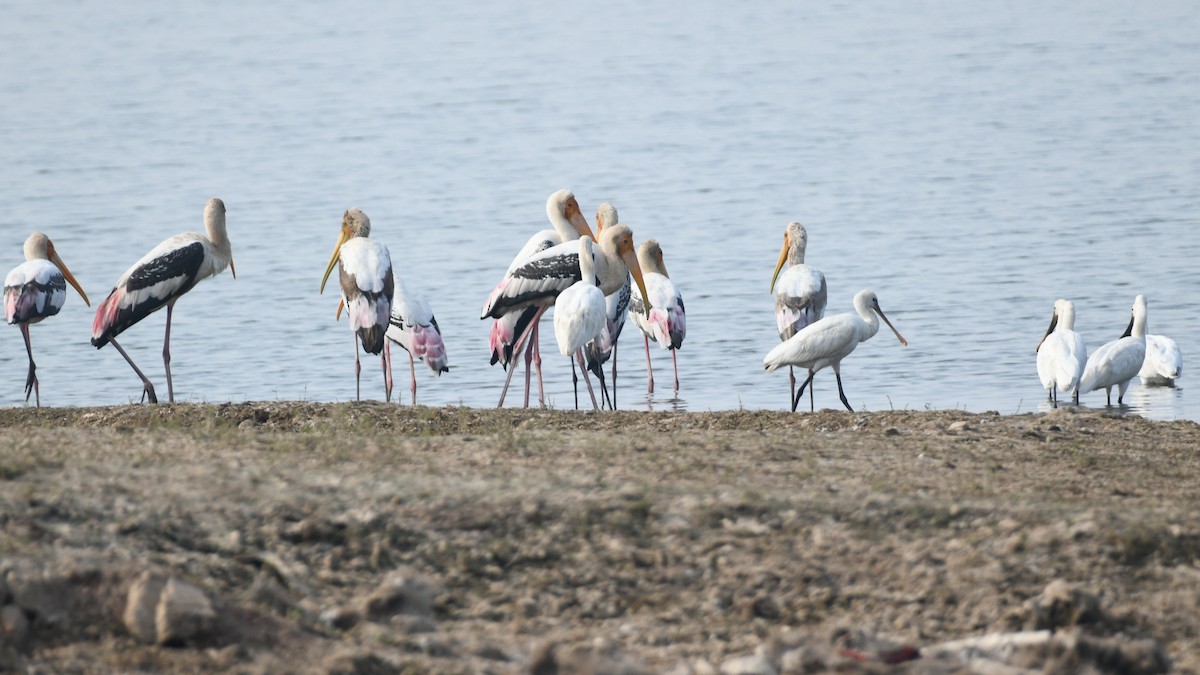 Painted Stork - ML646240054