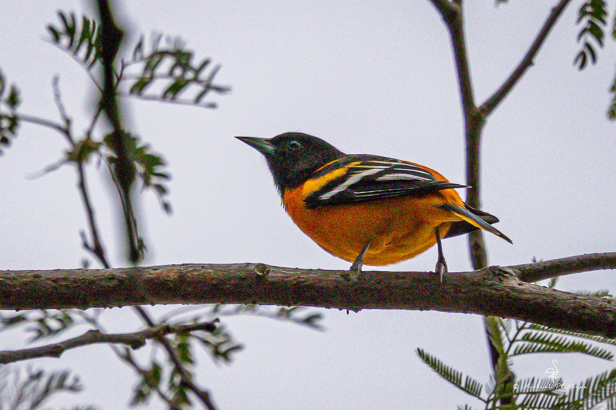 Балтиморский трупиал - ML646240061