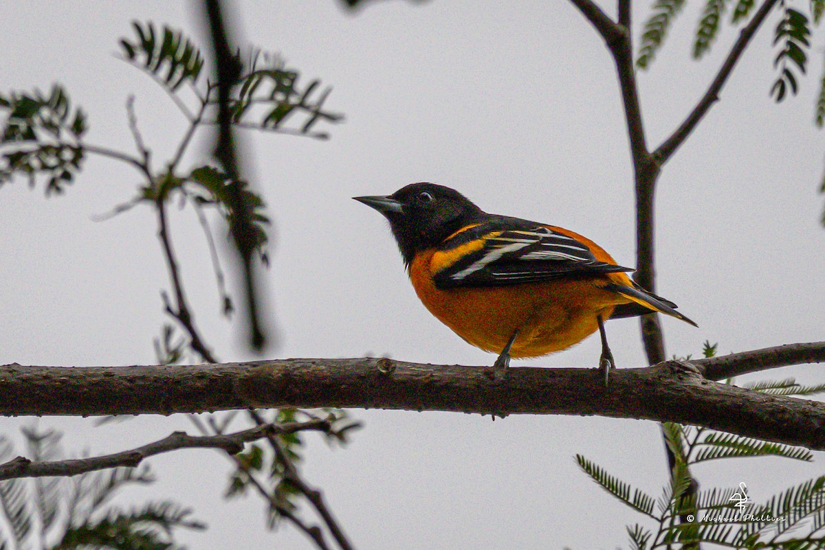 Балтиморский трупиал - ML646240062